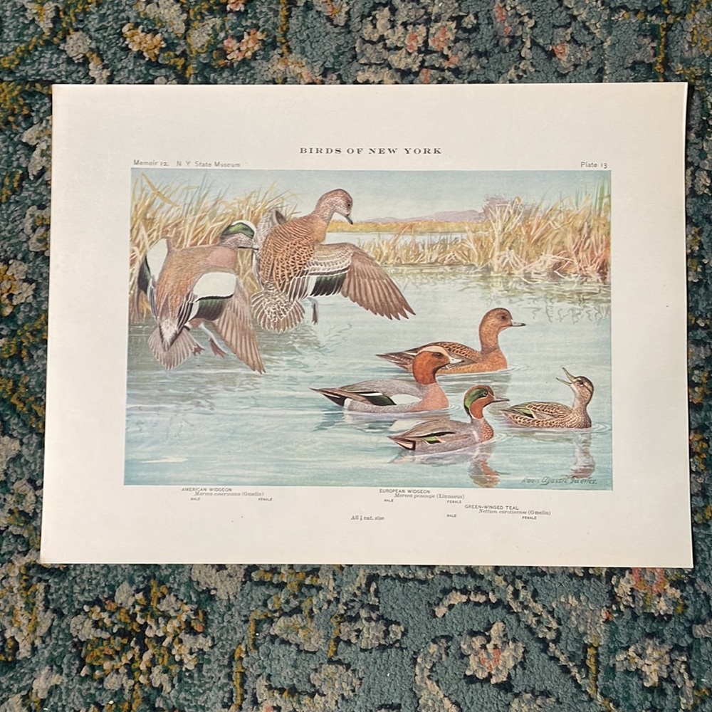 🖤 5/$25 Antique Ornithological Bird Print Original ducks